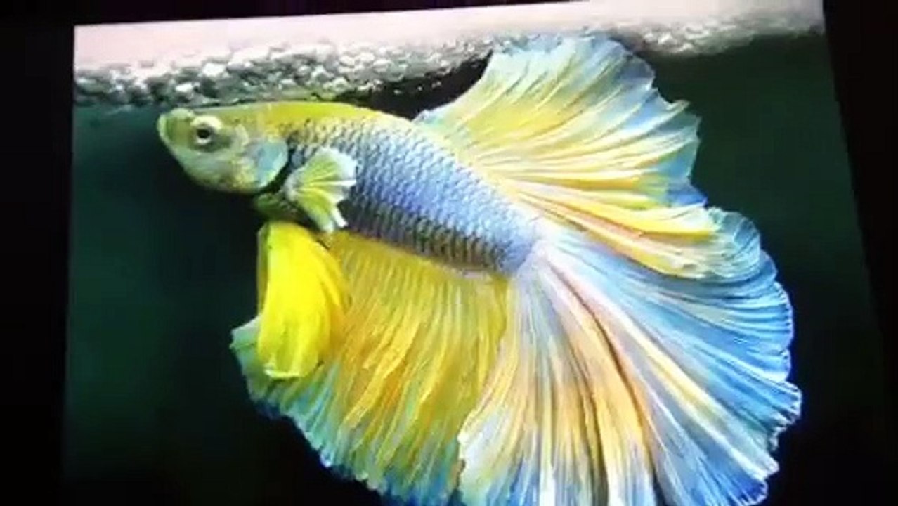 Betta fish?!