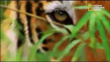 IMPACTO ANIMAL - LA SELVA AMAZÓNICA // NATIONAL GEOGRAPHIC // PARTE FINAL