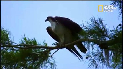 IMPACTO ANIMAL - LA SELVA  // NATIONAL GEOGRAPHIC // PARTE 3