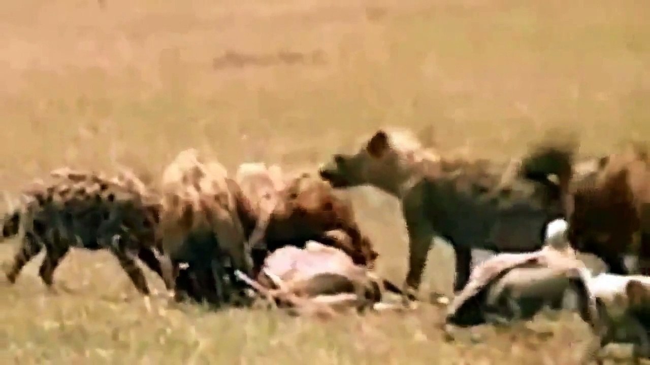 Animals Documentary Hyenas Hunting Wildebeest - Wild Hunt - Hyenas vs