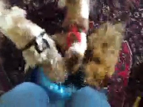 Chiens Shih-tzu fou fou !