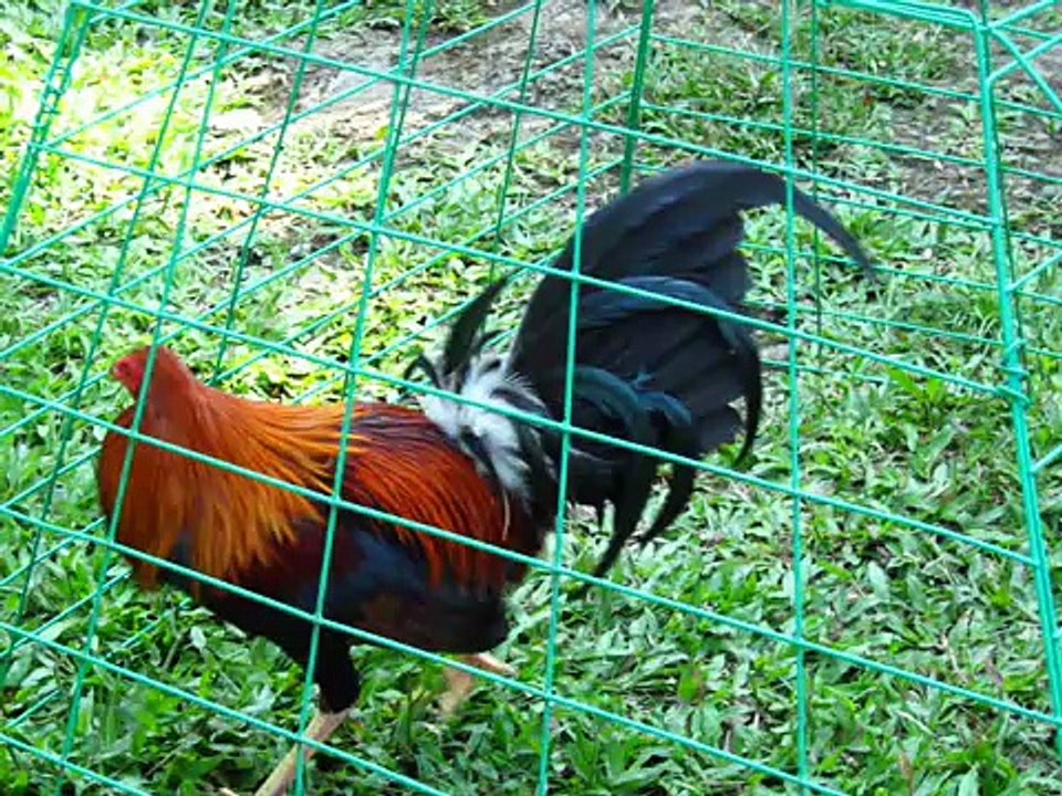 Jack Gamefarm 2 (March 2008)