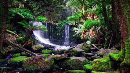 Tropical Rainforest Climate