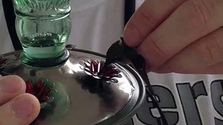 Hummingbird CPR (1st video)
