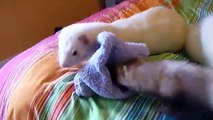 Penny cat playing with the ferrets