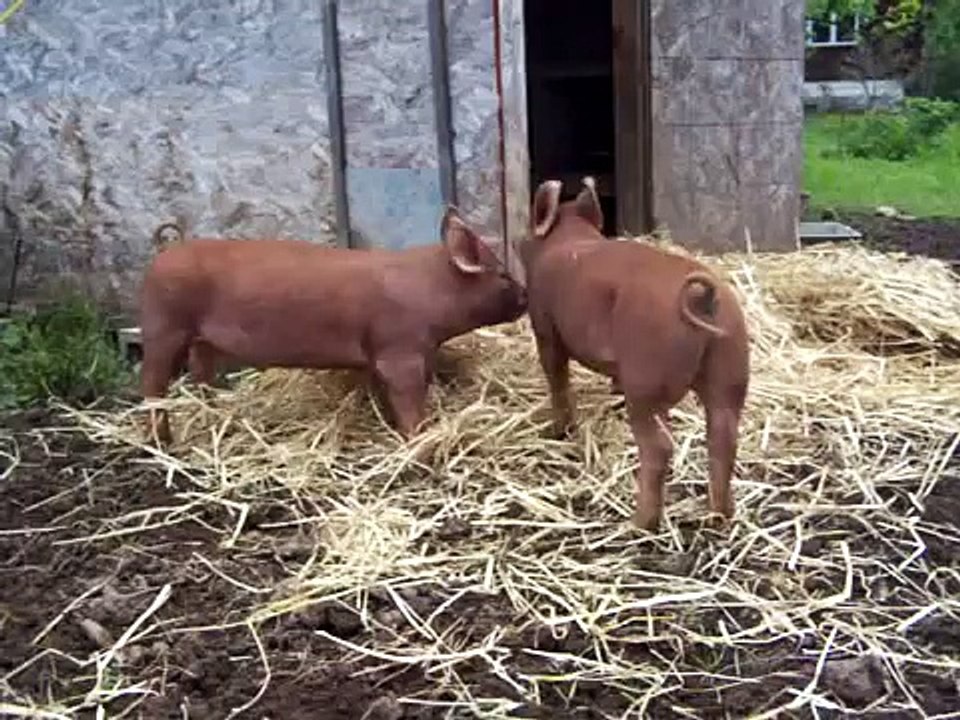 Barking Pigs