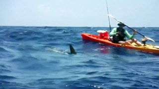 Shark Attack Human Boat