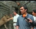 TV NEWS REPORTER GETS ATTACKED BY LION 2014 lion attack - lion attack human - lion attacks