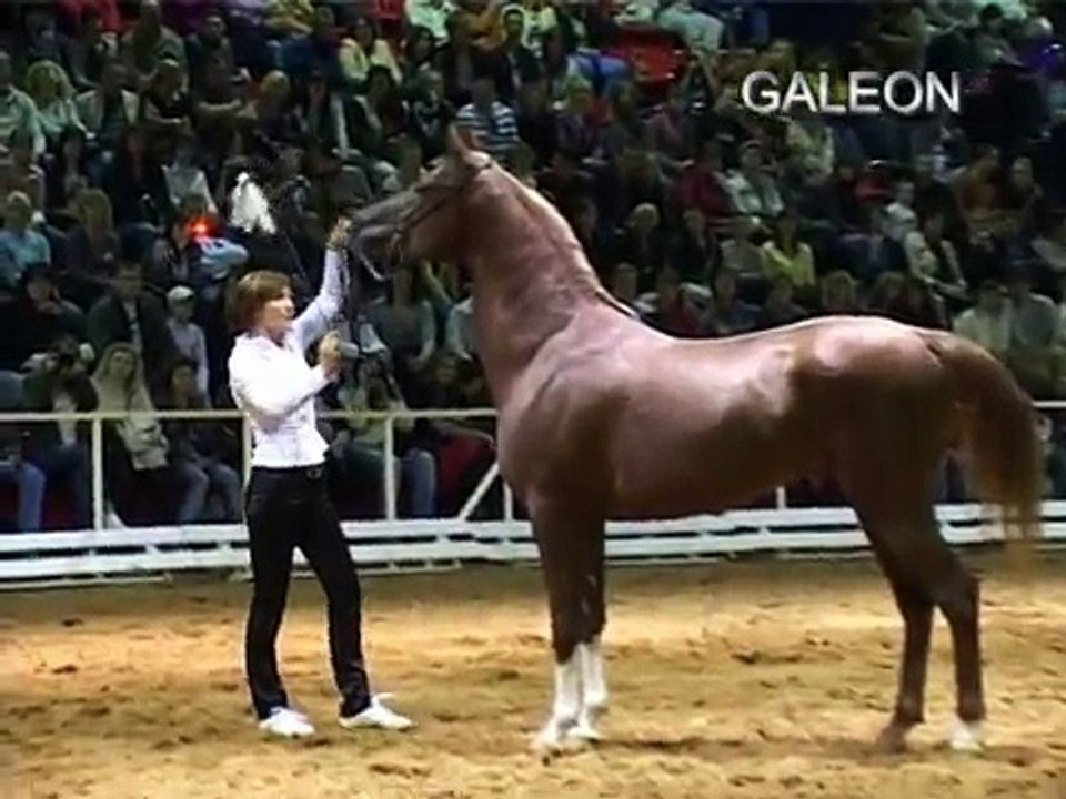 Galeon, 2007, colt (video august 2009)