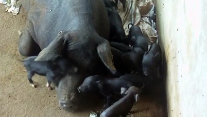 "PHILIPPINE NATIVE PIG RAISING - ,MANYAMAN BREED WITH 17 PIGLETS"