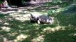 tartaruga rovesciata salvata dall'amica. Tortoise flipped over.  www.alisolidali.it