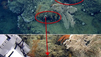 animals discovered in 2014