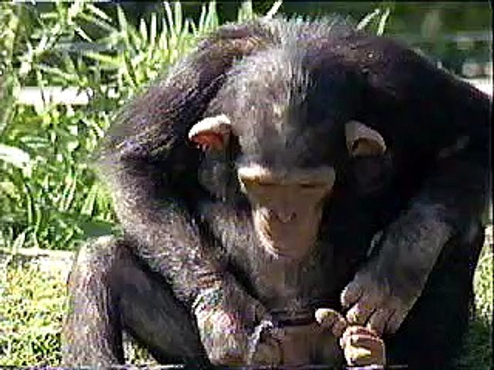 monkey pee