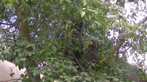 6 baby raccoons and 1 mother raccoon climbing trees
