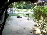 Doberman Puppies Playing in the yard for the first time