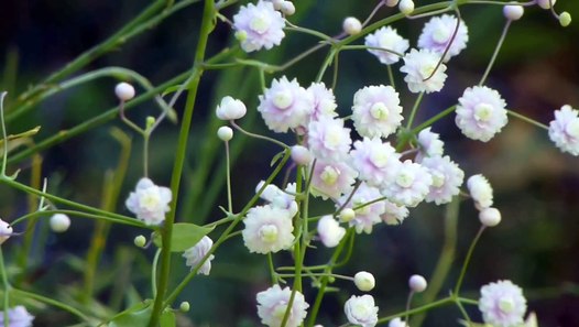 Thalictrum delavayi Hewitts Double, double meadow-rue ...