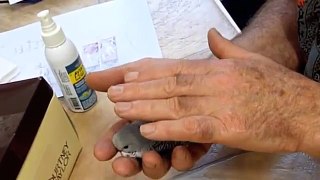 Budgie Health Care with Avian Vet Dr Ross Perry on How to treat Feather Mites 120611