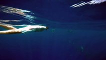 Snorkeling with Dolphins and Manta Ray in Kona, Hawaii