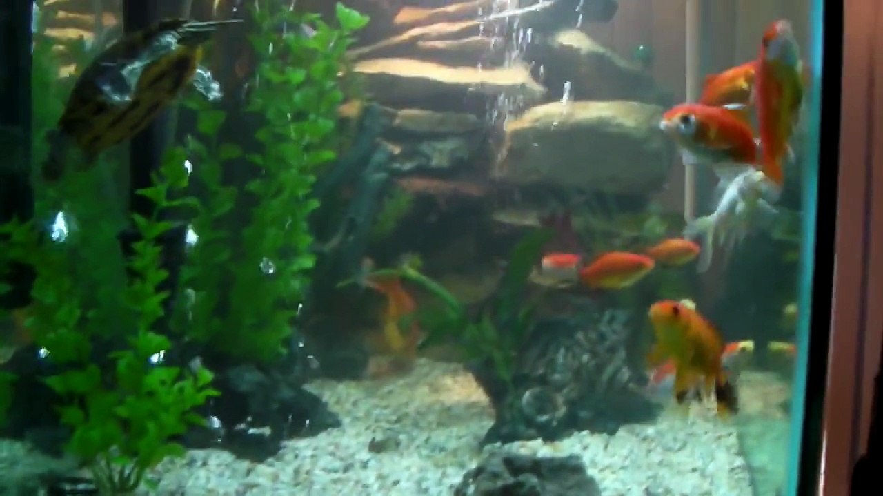 My Diamondback Terrapin  Turtle and Red eared slider in  55 gallon tank