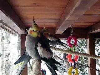 Mes calopsittes L'hiver dans la volière extérieure