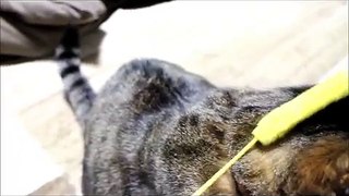 猫が持って来るからエンドレスで続く遊び