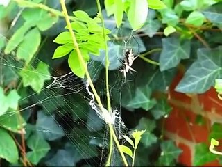 Argiope Spiders