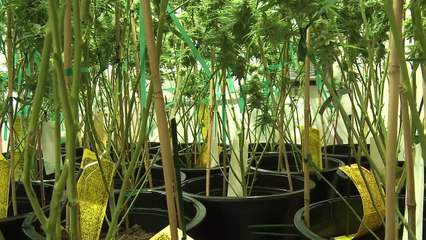 Kyle Kushman & Shiloh Massive Veganic Cannabis Cultivation Trailer