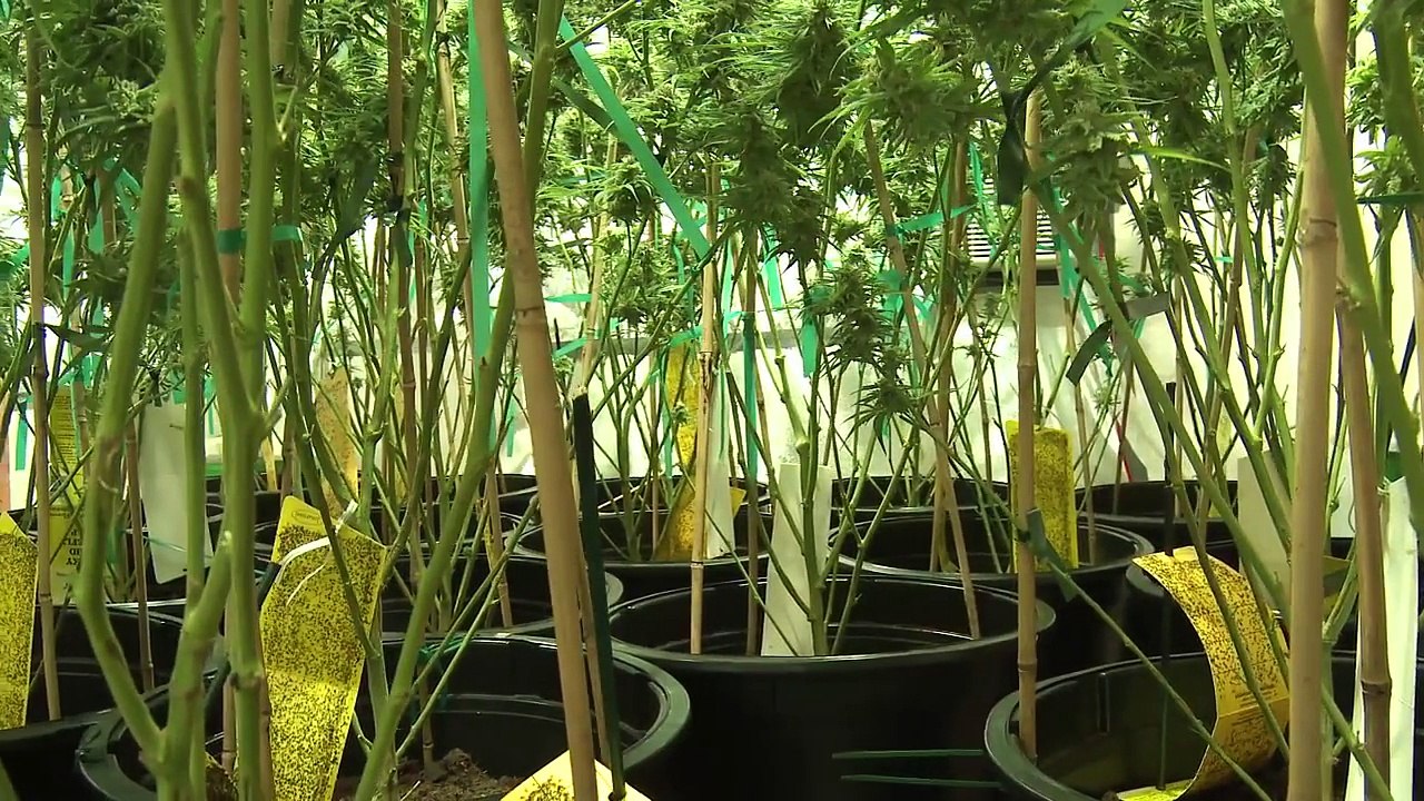 Kyle Kushman & Shiloh Massive Veganic Cannabis Cultivation Trailer