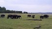 Mineriya National Park Elephants