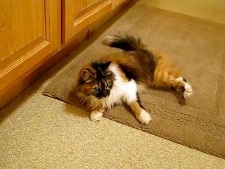 Introducing Lilah, Our New CH (cerebellar hypoplasia) Beauty (aka Wobbly Cat)