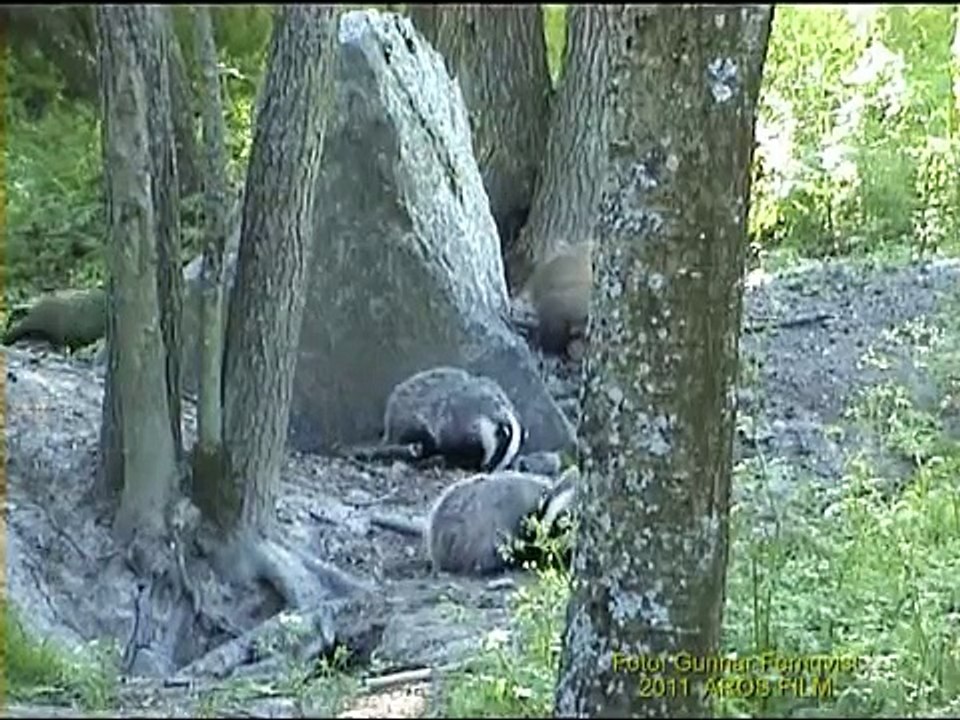 GRÄVLING  Badger  (Meles meles)   Klipp - 426