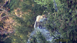 RÖDRÄV  Red Fox  (Vulpes vulpes)   Klipp - 425