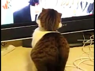 Cat or Owl - Scary cat turns around