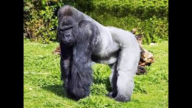 Bornean Orangutan Vs Mountain Gorilla & Bonobo Vs Sumatran Orangutan