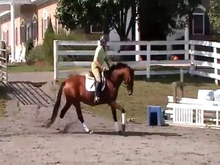 Daytona2 9-30-12 under saddle about 15 times canter right and left.