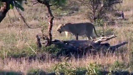 The Lions and the Buffs 2