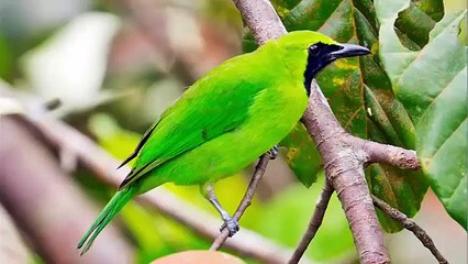 Video Kicau Cucak Jawa untuk Latih Suara