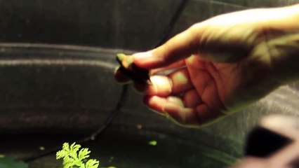 Western Painted Turtle Project