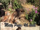 Belgian Tervuren Pups 4 weeks