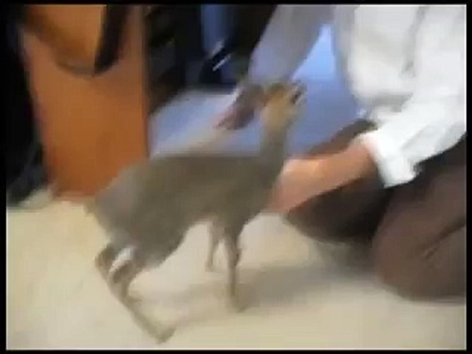 dik dik