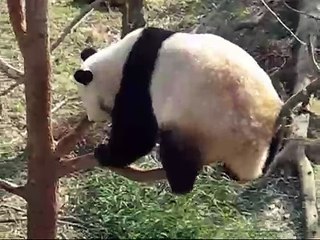 Giant Panda Mei Xiang - National Zoo (01/16/08)