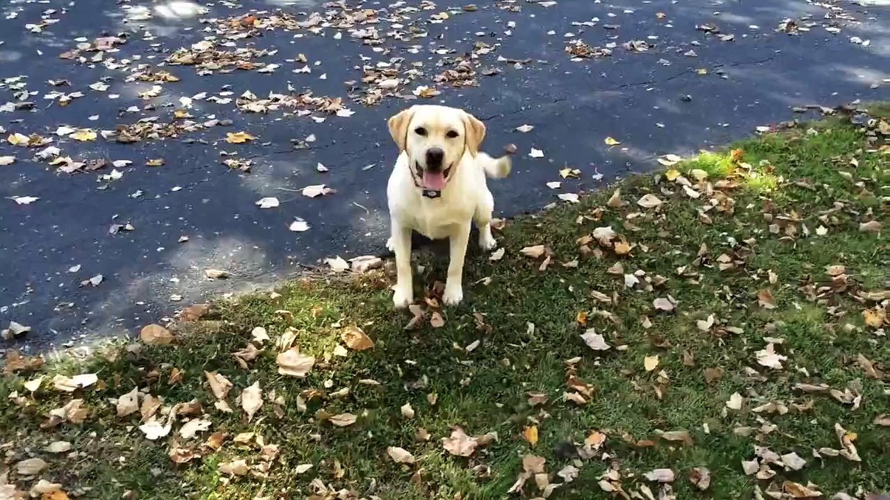 Stella's Leaf Pile