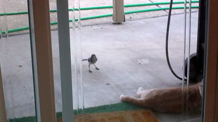 bird bugging my cat
