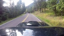 Traffic Jam in Yellowstone - ZL1 vs. Buffalo