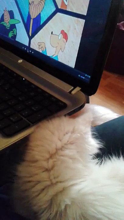 White cat watching a cartoon