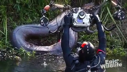 Face-to-Face with a 20-Foot, Monster Anaconda | River Monsters
