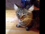 TOP MULTI CAT SNEEZING   BEST VINES 2014 LAST YEAR   Animals funny clip 720p