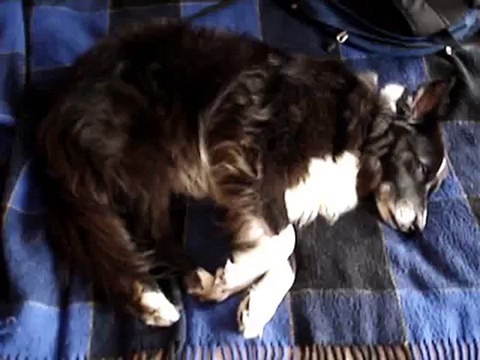 The Little Dog has a rest.