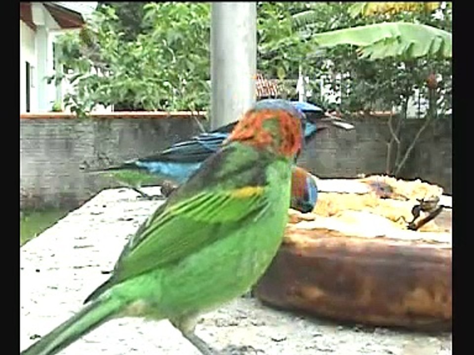 Pássaros