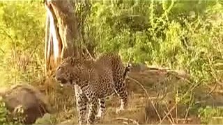 Animal  leapord attack with monkey safari documentary